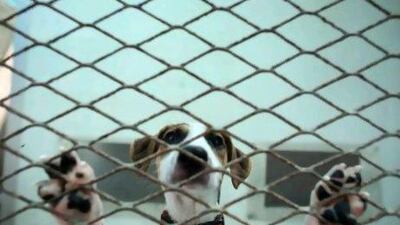 The kennels of the Dubai-based, licenced animal shelter, K9 Friends, are already full; in fact, the organisation has a waiting list of 41 animals waiting for a spot in its facilities. Sammy Dallal / The National