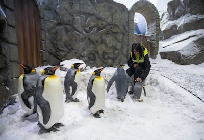 Animal care specialist Sherona Dhunraj looks after the penguins at Ski Dubai. Leslie Pableo for The National