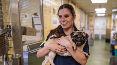 A pug is brought in from the airport