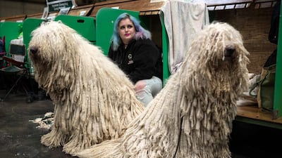A woman sits with two Komondor dogs on the third day of the Crufts dog show at the National Exhibition Centre in Birmingham, central England. AFP