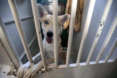 Almost all of the dogs at the centre are up for adoption. Ruel Pableo for The National