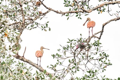 Runner Up, Priscila Forone, Brazil, Mangroves & Wildlife. Photo: Priscila Forone / Mangrove Photography Awards