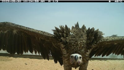 A lappet-faced vulture investigates a remote camera at a DDCR waterhole. Photo: DDCR
