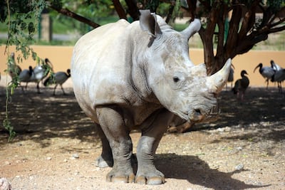 One of five endangered white rhinos that have been introduced to Al Ain Zoo, UAE. Nicole Hill / The National