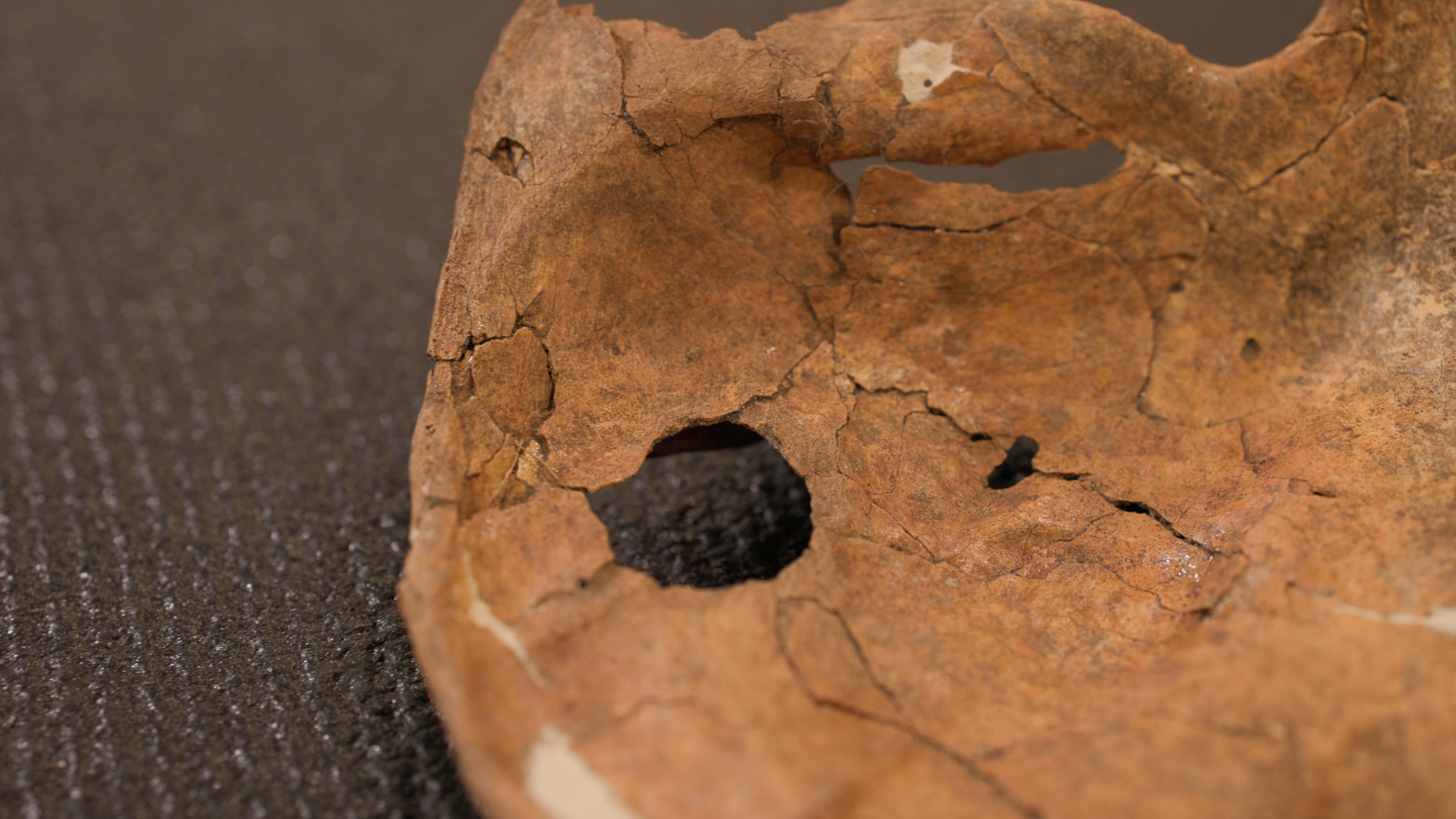 Earliest evidence of human ancestor killed with wooden spear found in Iraqi cave