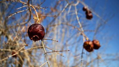 Rotting pomegranates hang from a tree in an orchard in Firebaugh, California. US Bureau of Reclamation officials have announced that they will not be providing Central Valley farmers with any water from the federally run system of reservoirs and canals. Justin Sullivan / Getty Images / AFP