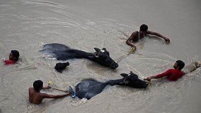 Men guide cattle to safety. AFP