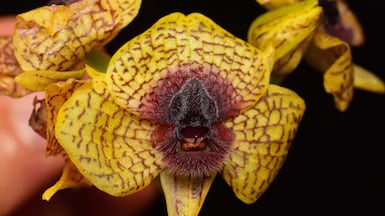 Telipogon cruentilabrum is one of the species of plants to be digitised. Photo: Gabriel Iturralde