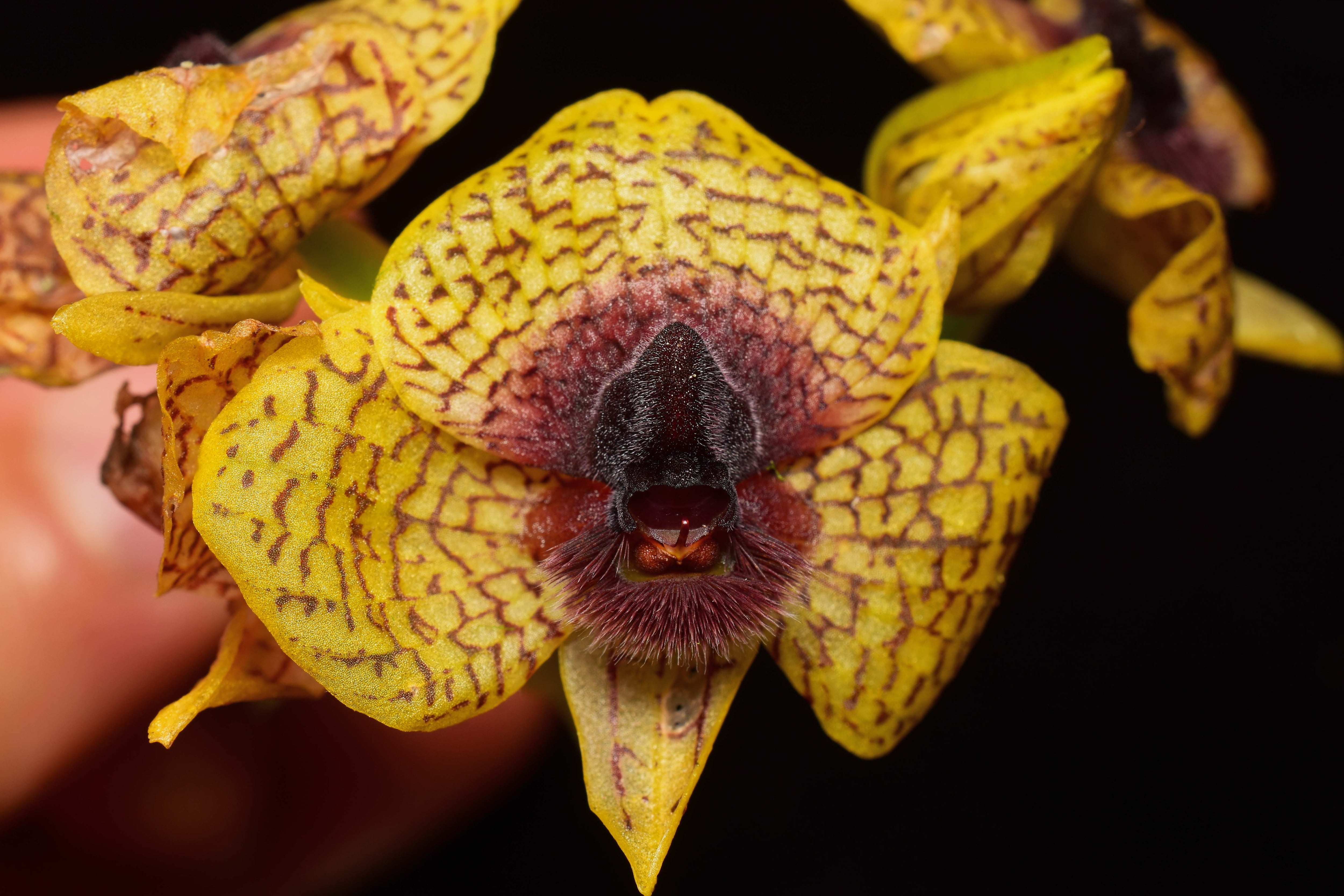 How AI is identifying millions of plant species in 'biodiversity revolution' to boost conservation
