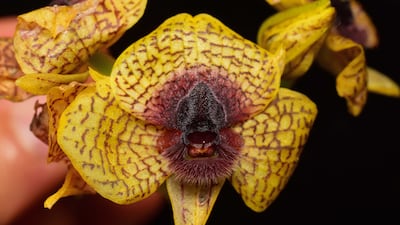 Telipogon cruentilabrum is one of the species of plants to be digitised. Photo: Gabriel Iturralde