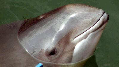 A porpoise swims in the North Sea. Around 250,000 inhabit the region but nevertheless the species is endangered. Dong's giant windfarm can only proceed providing the animals that live off the Yorkshire coast in nothern England are not adversely affected. Wolfgang Runge / AP