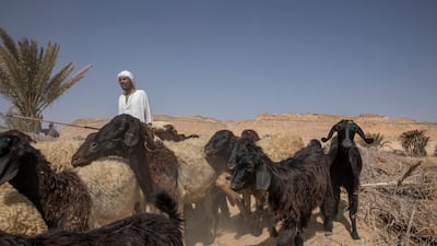 Built on reclaimed desert, the village depends for irrigation on the Yusuf Canal, which flows from the Nile through Fayoum, fanning out in a series of channels. AP