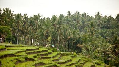 Rice terraces in Bali, Indonesia. Photo: Soulshine Bali