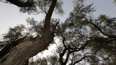 Ghaf trees, seen here in Dubai’s Mushrif Park, are evergreen, drought-tolerant and can thrive in desert climes – and are widely regarded as the national tree of the UAE. Pawan Singh / The National