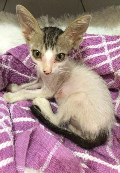 Jasmine was found running around the flower pots in Al Manara. Courtesy Lisa Knight