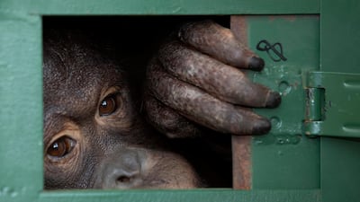 Cola, a 10-year-old female orangutan, waits in a cage to be sent back to Indonesia at the Suvarnabhumi Airport in Thailand. AP Photo