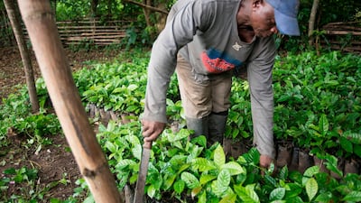 Coffee farmer George Klu works on his coffee farm in the village of Leklebi Agbesia in the Volta Region of Ghana. Cristina Aldehuela / AFP