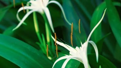 Seashore lily thrives in humid conditions. Getty Images / Gallo Images