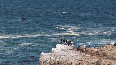 Hermanus, South Africa: This pretty seaside town on the southern coast, a 90-minute drive from Cape Town, is considered to be the best land-based whale-watching destination in the world, attracting thousands of visitors. Currently in its 23rd year, the annual Hermanus Whale Festival — famous as the only eco-arts festival in South Africa — will be held between October 3 and October 6. Whale watchers can look forward to seeing pods of southern white whales, which populate the Walker Bay waters at this time of year, at delightfully close quarters. You can sign up for a whale-spotting boat trip, attend a walking tour among the hidden coves where the whales come to rest, or even hire a sea kayak and get really close. On land, the festival is akin to a carnival and boasts numerous performances, food and shopping stalls, kids’ entertainment areas and sports events. Jordi Matas / Demotix