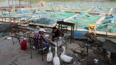 Workers feed ducks during their break near a fish-farming pond on the Euphrates river in Najaf