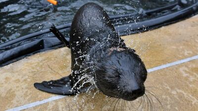 A two-months old seal female (Arctocephalus pusillus) in her enclosure in Wroclaw Zoo in Wroclaw, Poland. EPA