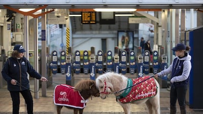 Official mascot Bonny the Shetland pony, along with friend Teddy, arrive ahead of The London International Horse Show, England. Getty Images
