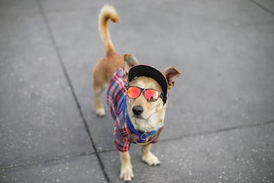 Animal lovers must be aware of strict rules in place when relocating to the US. Photo: Reuters