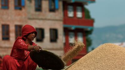 A farmer collects paddy rice grains after drying them in the sun, after the harvest in Bhaktapur, Nepal October 13. Navesh Chitrakar / Reuters
