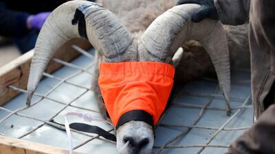 Wildlife biologists perform vaccinations and health checks on a Bighorn sheep at a staging area on Antelope Island, Utah. AP Photo