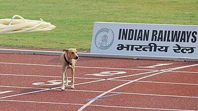 A dog strolls across the finishing line at the Jawaharlal Nehru Stadium in New Delhi during the Commonwealth Games.