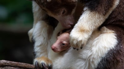 A Matschie's tree kangaroo emerges from its mother's pouch, Monday, April 18, 2022, at the Bronx Zoo in New York. The joey is the first of its species born at the zoo since 2008. (Julie Larsen Maher / Bronx Zoo via AP)