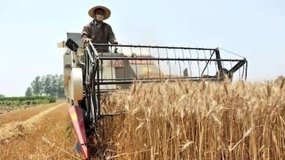 A farmer drives a reaping machine to harvest wheat in Teyong town, in east China’s Jiangsu province.