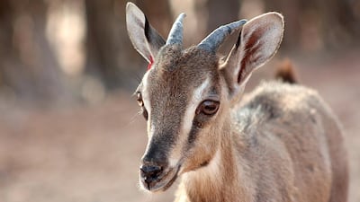 Arabian tahr kids were spotted near Al Ain. Courtesy TDIC