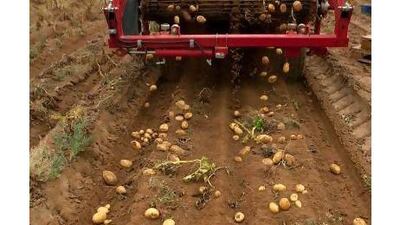 A reader supports UAE potato farmers' efforts to produce for the local market. Silvia Razgova / The National