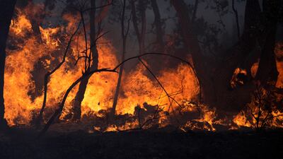 A burning forest is pictured near Le Luc, southern France, on Wednesday. AP