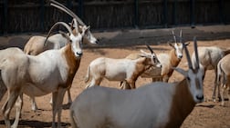 Several species are benefiting from Emirates Park Zoo & Resort's wildlife conservation programmes. Antonie Robertson / The National