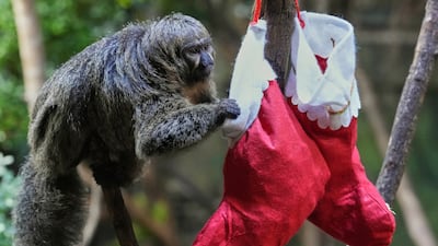 A saki monkey investigates a Christmas stocking full of snacks given by keepers at London Zoo, UK. AP