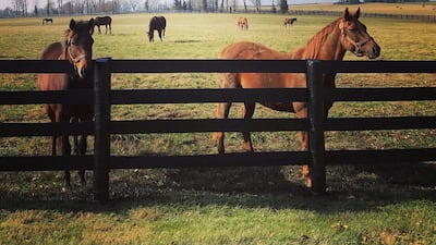 Retired horses live out the rest of their days in comfort on the farm before being laid to rest in the Lane’s End cemetery. Photo: Lane's End