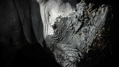 A close-up of a rhinoceros.