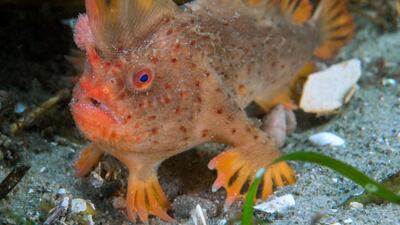 An undated handout photo made available by the University of Tasmania shows a Red Handfish (Thymichthys politus), in southeastern Tasmania, Australia. The fish is believed to be the world's rarest with fewer than 100 left on the planet, scientists say. EPA
