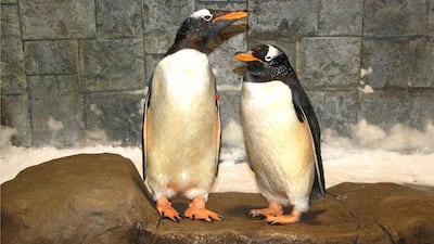 Two of Ski Dubai’s gentoo penguins are now happily engaged, after Speedy, left, found a rock with which to propose to Sneezy, right. Gentoo penguins are monogamous and mate for life. Courtesy Ski Dubai