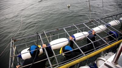 Tourists dive in a shark cage as they wait to see a great white shark during a diving tour in the waters of Gansbaai in the Western Cape, South Africa. AFP Photo