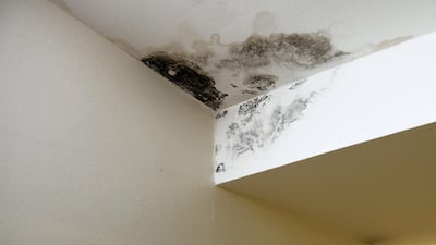 Mario Volpi advises a Dubai tenant whose apartment has a severe mould problem. Jaime Puebla / The National