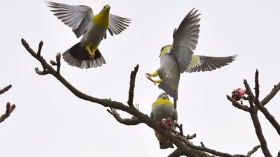 Green pigeons arrive to feed on flowers in Pobitora wildlife sanctuary in Morigaon district of Assam, India. EPA