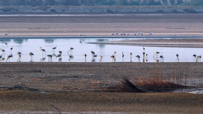 A record 876 flamingo chicks hatched at Abu Dhabi’s Al Wathba Wetland Reserve this season. Victor Besa /The National