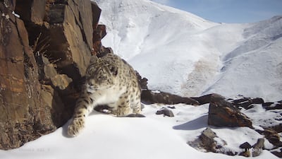 Protection and conservation of snow leopards in Sanjiangyuan is creating a sustainable tourism boom. Xinhua / Shutterstock