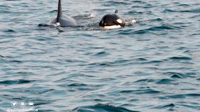 Two killer whales were spotted off the coast of Abu Dhabi. All photos by Environment Agency Abu Dhabi