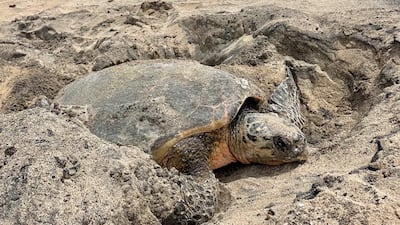 A hawksbill turtle digs its nest in Sir Bu Nair protected area in Sharjah. Photo: Clara Jimena Rodriguez-Zarate