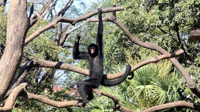 A spider monkey at the Municipal Zoo of Santa Cruz, Bolivia. EPA