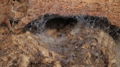 A web spun by member of the species